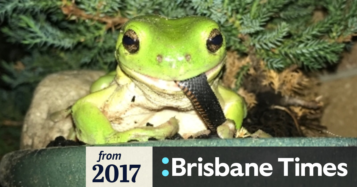 Green tree best sale frog eating snake
